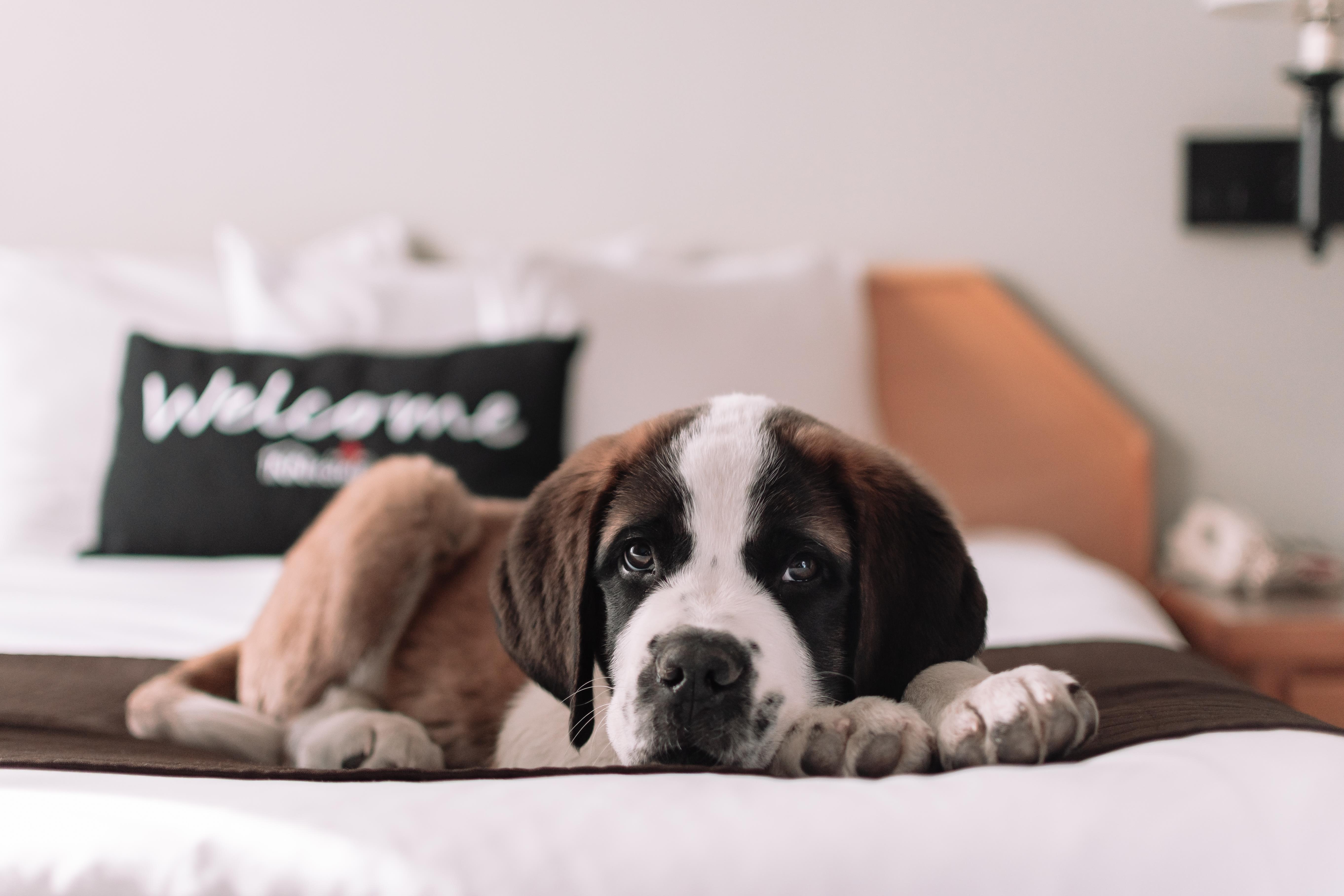 Pet-Friendly by Design